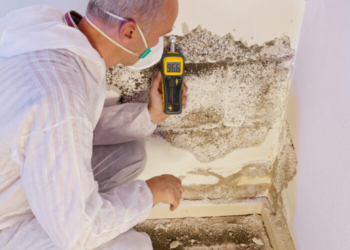 mold destroyed wall