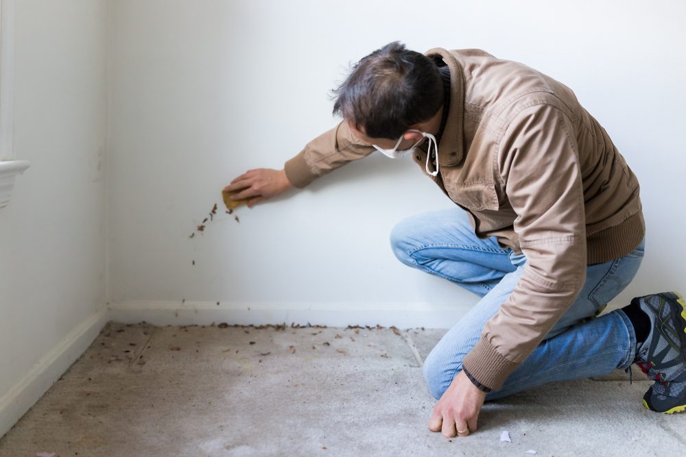 Asbestos Testing Buffalo, NY Ahold of Mold